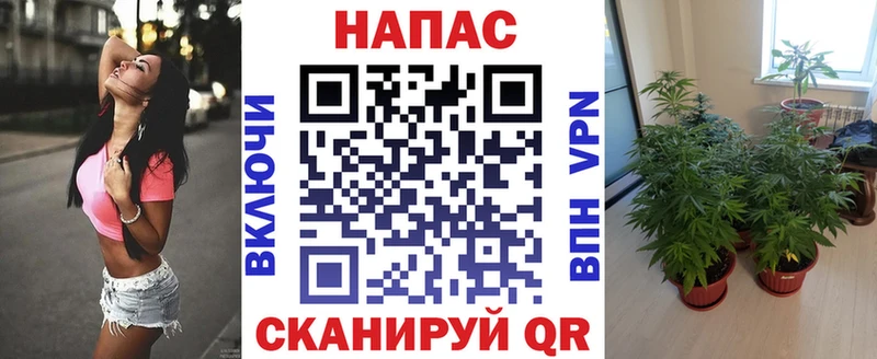 kraken   Александровское  Шишки марихуана индика 